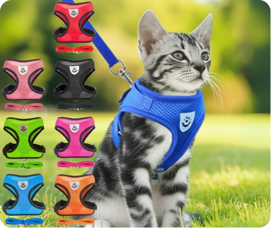 🐱🐶🐕🐈‍⬛🐾Paseos Seguros y Cómodos para Tu Mascota🐱🐶🐕🐈‍⬛🐾